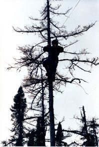 Stringing the radio antenna from a tree at Kamashkushkatinau-nipi. Photo courtesy Camille Fouillard.