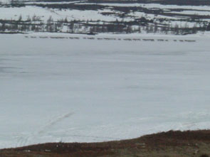 Caribou crossing Ashuapun. Photo courtesy Manishan Edmunds.