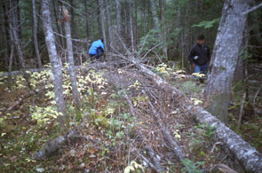 Ushkan-shipiss, where the late Matiu Penashue set up the kushapatshikan in his tent which was located where these trees have fallen down. Photo courtesy Peter Armitage.