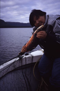 Etien Pastiwet removes a char from a net at Mishta-natuashu. Photo courtesy Peter Armitage.